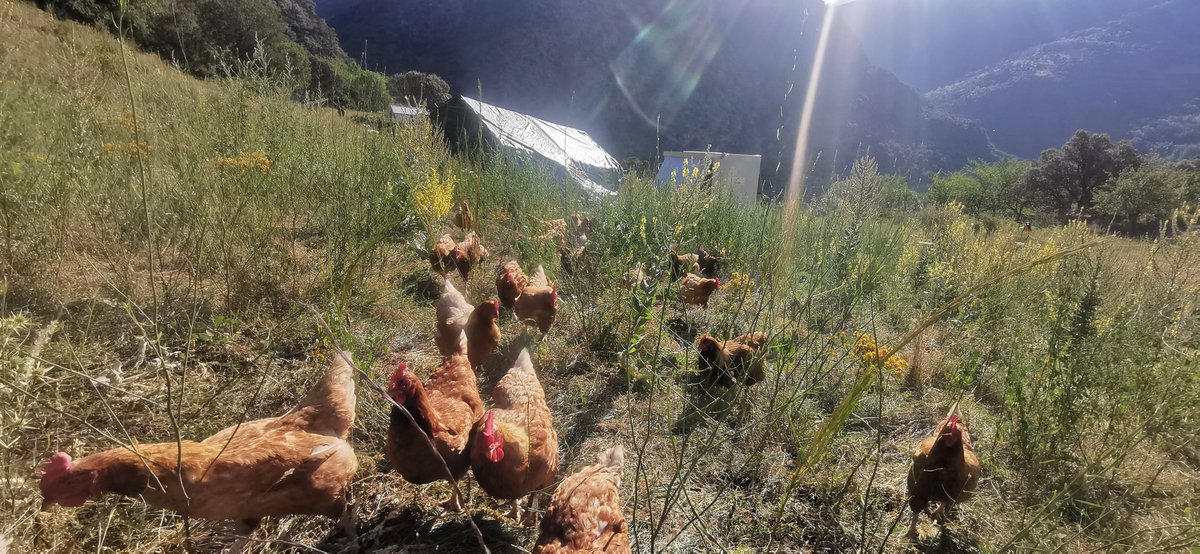 Bon dia! 🌄 Estem a ple estiu i abans el sol no apreti de valent 🌞🌡️ és moment de pasturar i menjar herbetes 🌱, flors 🌼 i deliciosos insectes 🦗 😋 en plena llibertat. #freedom ✊🏼 #gallinesfelices #gallinesdemuntanya #gallinesecològiques #ousdelaltpirineu #ousdepratsflorits