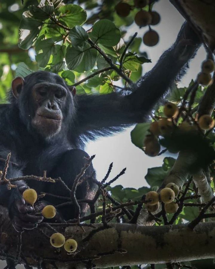 weare_dea's tweet photo. are threatened by habitat loss, poaching, and the illegal pet trade and we call every to do our part to help protect chimpanzees in Uganda.

#ExploreaUganda
#AreaCode256
#WorldChimpanzeeDay #ChimpanzeesOfUganda #ProtectChimpanzees https://t.co/DD4Dip3oVI