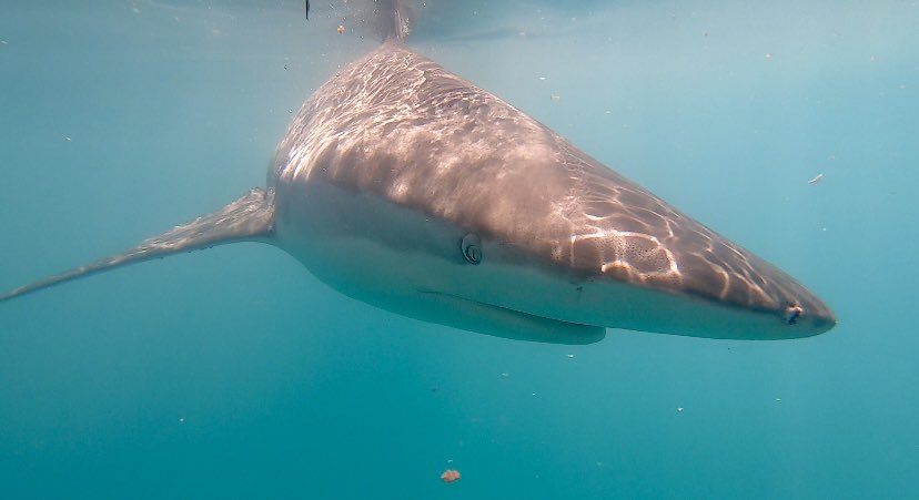 Happy #sharkawarenessday! 🤩🌍🦈

Do your part by supporting sustainable fishing practices, raising awareness, and sharing good stories and experiences with these magnificent creatures! 😍🌍 

Together we can make a difference! 🦈

#capesharkadventures #oceaneducation #shark