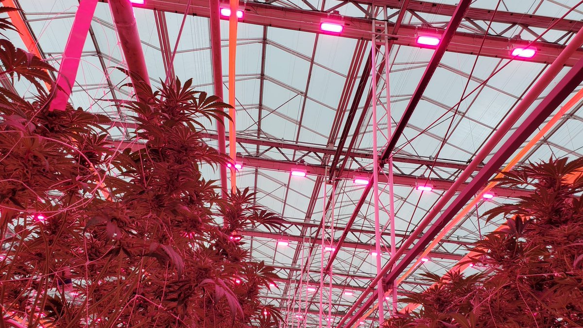 With the use of water-cooled 1000w LED fixtures <a href="/Or_Remedies/">Organic Remedies</a> has a better control of the temperature inside the greenhouse and a more efficient lighting configuration.

#Oreon #LEDLIGHTGROW #medicalcannabis #greenhouse #Efficiency