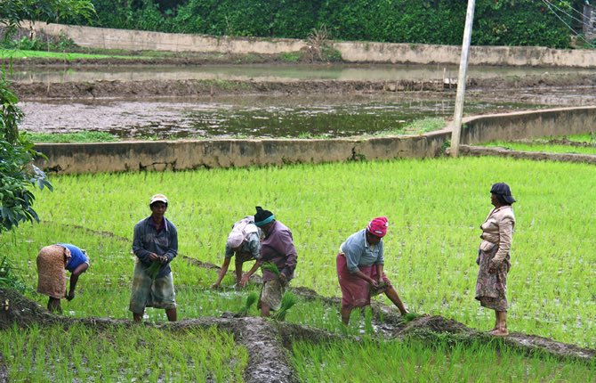 “NOURIA”: LE RIZ DU SEPTENTRION CAMEROUNAIS”
Naturellement parfumé, Facile à cuire, le riz long grain "NOURIA" est produit à Yagoua au Cameroun. Il est le fruit du travail passionné d'agriculteurs locaux qui se sont mis ensemble pour nous offrir ce riz de qualité.
#MadeInCameroon