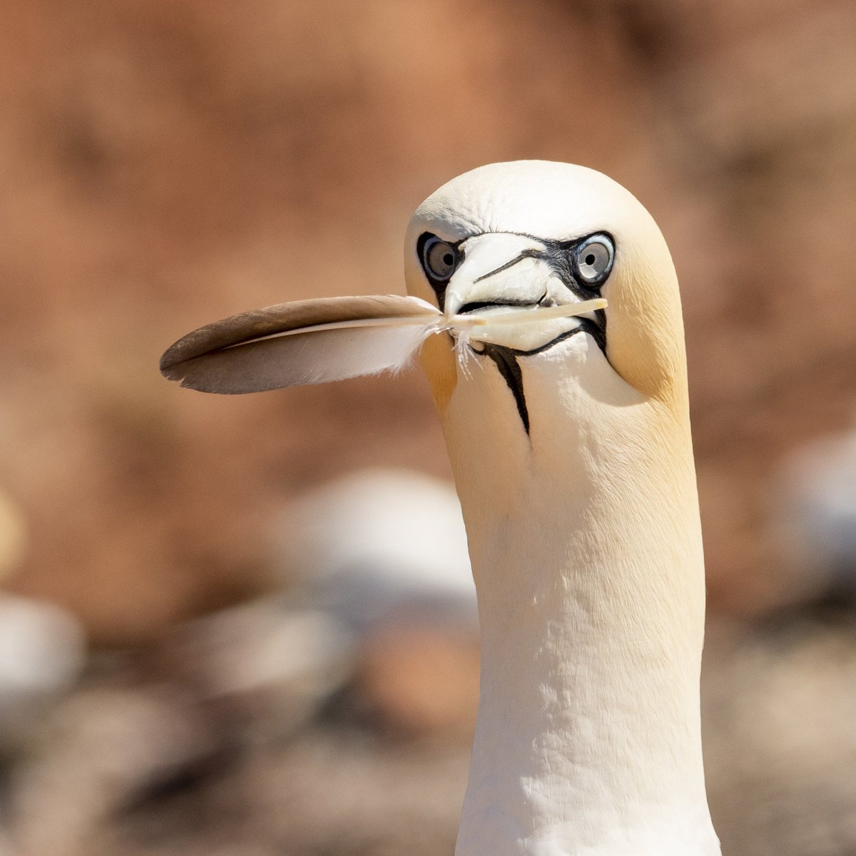 Lienepien64's tweet photo. Fijn weekend alvast!
Have a lovely weekend.
#gannet 
#natuurfotografie_nl
#Cameranu.nl https://t.co/LxUIcVuF6M