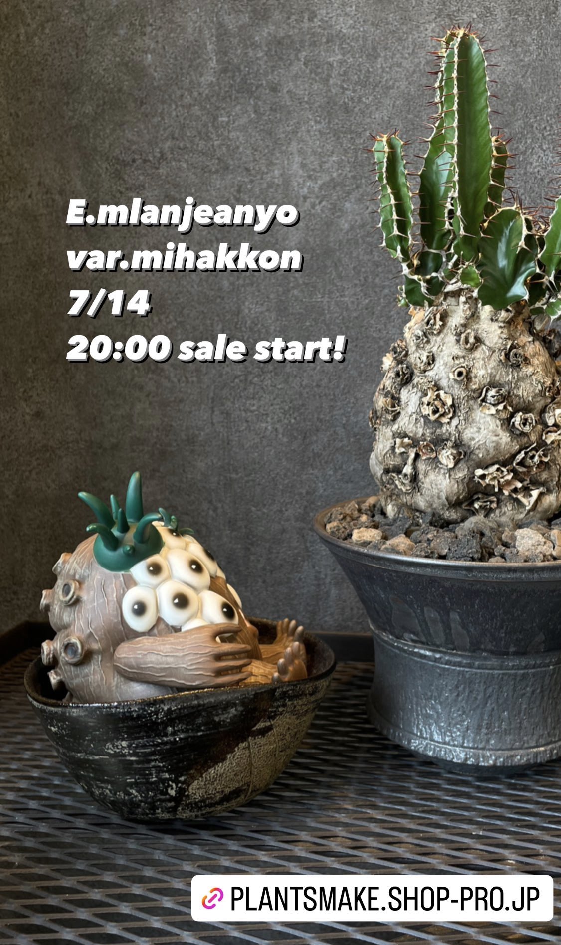 PlantsMake (@Plants_Make29) / X PlantsMake (@Plants_Make29) / X