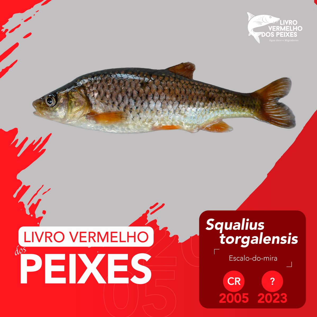 LvPeixes's tweet photo. O escalo-do-mira 𝘚𝘲𝘶𝘢𝘭𝘪𝘶𝘴 𝘵𝘰𝘳𝘨𝘢𝘭𝘦𝘯𝘴𝘪𝘴 é uma espécie endémica de Portugal. 
Em 2005, no Livro Vermelho dos Vertebrados de Portugal, foi classificado como 𝗖𝗿𝗶𝘁𝗶𝗰𝗮𝗺𝗲𝗻𝘁𝗲 𝗲𝗺 𝗣𝗲𝗿𝗶𝗴𝗼 (𝗖𝗥).
📸: Maria Ana Aboim
#lvpeixes #livrovermelho #peixe #rio https://t.co/EPEDP4YVIh