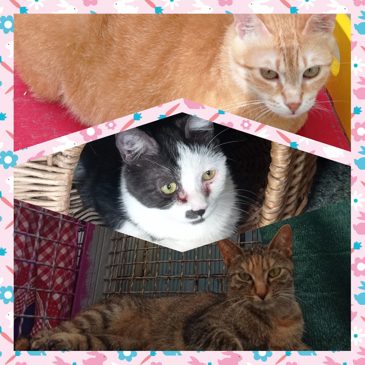 Arancina 2 anni, Lalla 2 anni e Rihanna 1 anno cercano la loro famiglia per sempre!
Sono micine adorabili, tranquille e possono convivere serenamente con altri gatti se già ne avete.
Venite a conoscerle!!
Asilo del Cane
Via Mazzini 140 Palazzolo Milanese
Tel 3454911110