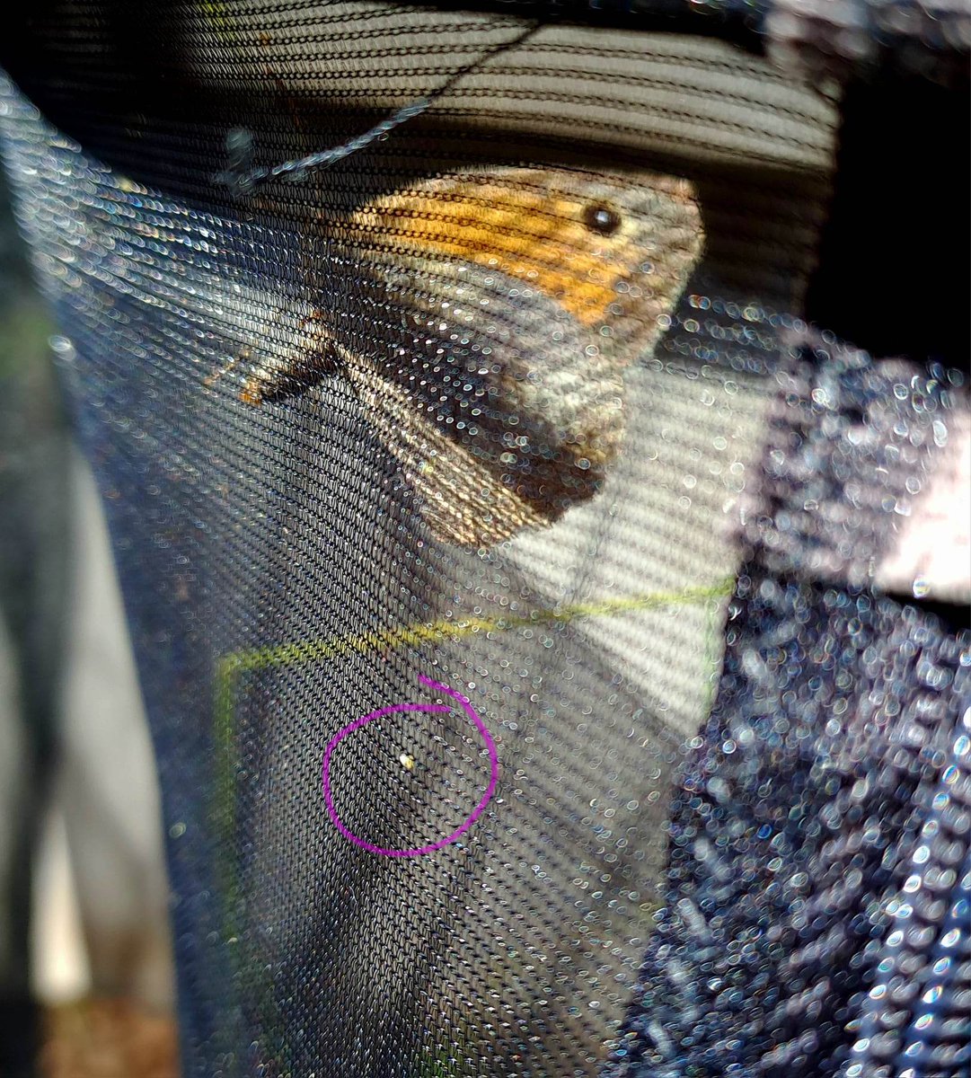 SuviIkonen's tweet photo. MSc student Jenna Palttala is collecting data on M. Jurtina fligh metabolic rate and reproduction success in Åland. She is comparing acricultural landscapes to natural meadows in @ullariihimaki 's project. #husöbiologiska @Marjo__S @RECecochange @BioEnvHelsinki https://t.co/vZLj5VWYuD
