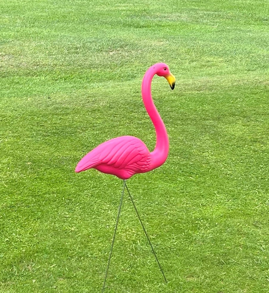 eatongolfclub's tweet photo. Lady Captain's Day 2023
LC Day took place on Wednesday, 5th July.
Lady captain's write-up of the day can be seen in the Ladies News section of the website.
You can also see there the results and many pictures of "Flamingo putting", putting standing on one leg. https://t.co/O24SbTukad