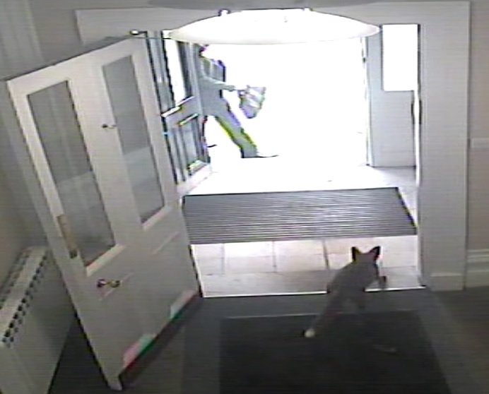 A surprise visitor this morning, popped in to show us her mornings kill, promptly left when we asked for her pass.  A regular visitor to our office garden but feeling very at home it seems! #fox #wildinthecity #goodmorning #aberdeen