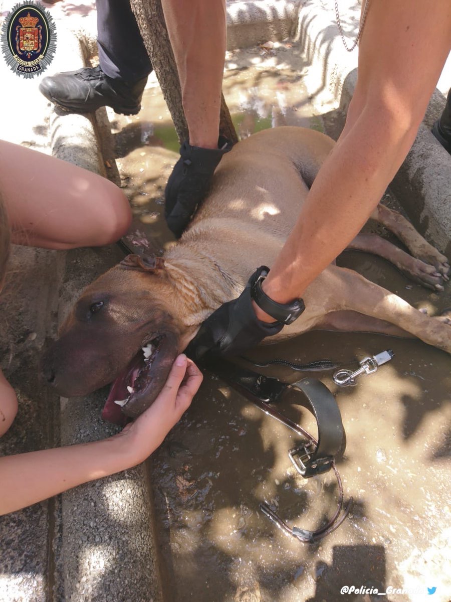 Un policía local de Granada 2.0 tweet media