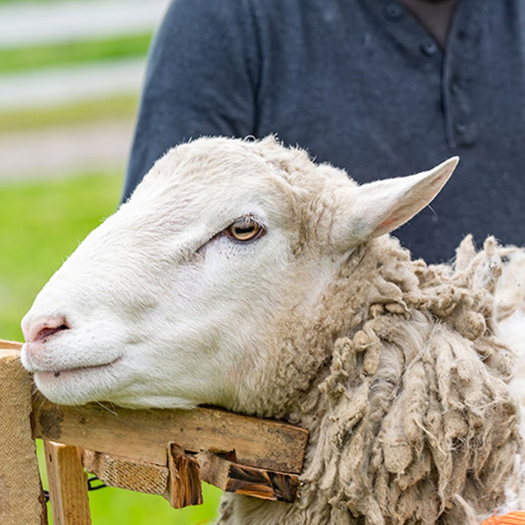 Lombard's tweet photo. Read about how Scotland’s largest agricultural show was a chance for the sector to reflect on the past, present and future of farming. https://t.co/MXa96pW2Dl #agriculture #futureoffarming https://t.co/ku1xSCsxDf