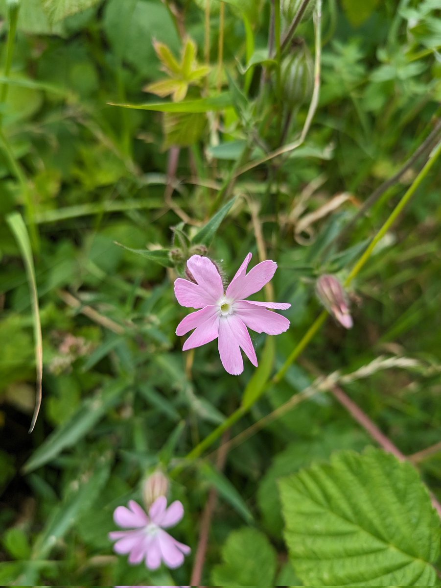 ReadingBioSci's tweet photo. #WednesdayBloom Some of our MSc Ecological Survey Skills with Placement students joined the @BSBIbotany botany walk last week
This was part of a series of events surrounding the semi-final and final of @BUCBotany. It will be great to hear how many new species have been recorded https://t.co/VcZ2HPMf5U