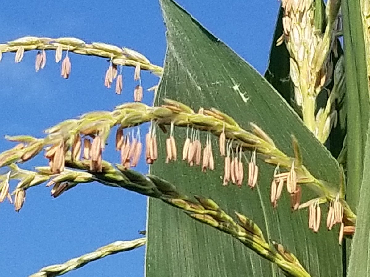 Todd Burrus tweet media