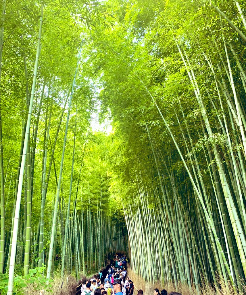 Lisa_HansenSD's tweet photo. Kyoto was an amazing adventure! https://t.co/c0VIxxqwuP