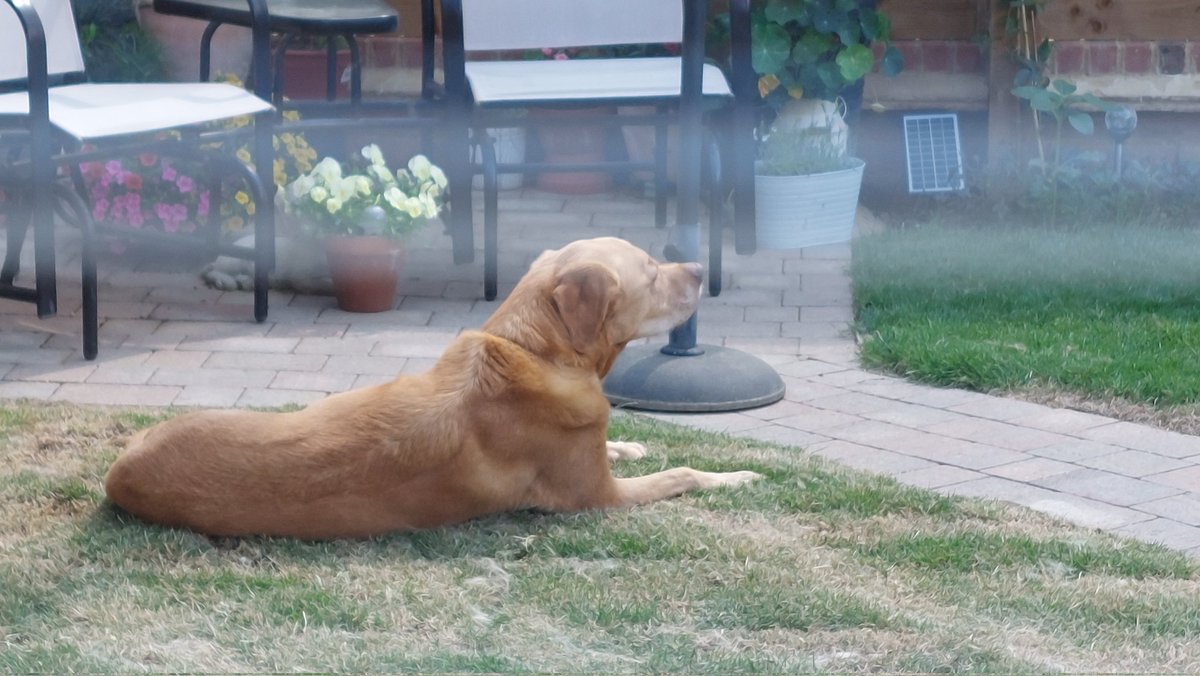 LivingtheLabli1's tweet photo. Busy morning.  Had peanut licky mat, brush with Groomi that mum said she'd be able to make another labby out of my fur and now enjoying sun, gentle breeze and hoping birds drop some food for me to check out. #summer days
#retired
#labs https://t.co/Mo8C9lIV4t