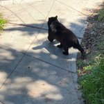 Photo by Pixels (@BitcoinCatsCat)