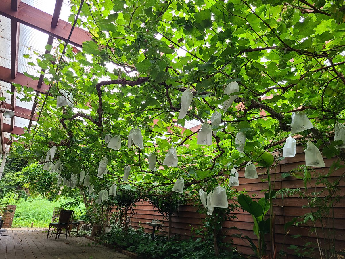 budounoki_group's tweet photo. 巨峰の袋掛けが完了しました🍇✨
豪雨の影響も凄まじく…それでもたくましく育ってくれています。
これからも、順調に甘くなりますように…！
皆様も身の安全を第1にお過ごしくださいませ😢

#ぶどうの樹 #巨峰 https://t.co/mtc24dmUkB