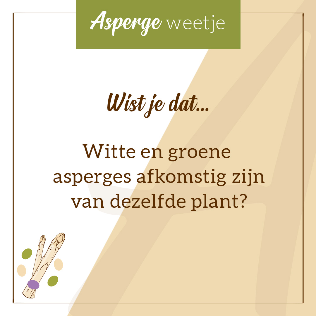 AspergeGilde's tweet photo. 𝐖𝐢𝐬𝐭 𝐣𝐞 𝐝𝐚𝐭...
Witte asperges groeien onder de grond aan een wortelstok die minstens drie jaar oud is. De scheuten werken zich een weg naar boven en de witte kleur ontstaat door het gebrek aan daglicht. De bovengrondse uitlopers vormen zich als groene asperges. https://t.co/2MMGtWjgGA