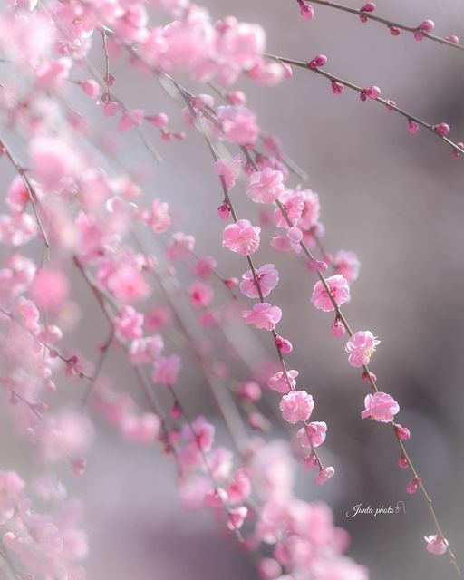 _monica_as's tweet photo. “Piglet noticed that even though 
he had a Very Small Heart, 
it could hold a rather 
large amount of Gratitude.”

~ A.A. Milne

Wishing you a happy Wednesday.

When we express gratitude, we 
give ourselves the most wonderful 
gift of all – the gift of now.♡

© junta1573 / IG