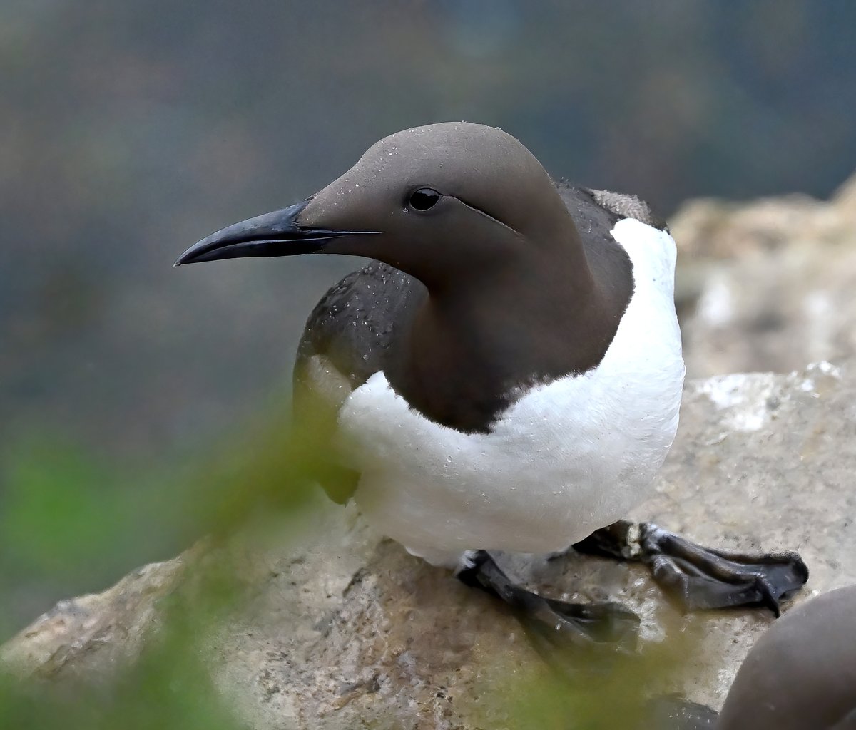 Carl Bovis tweet media