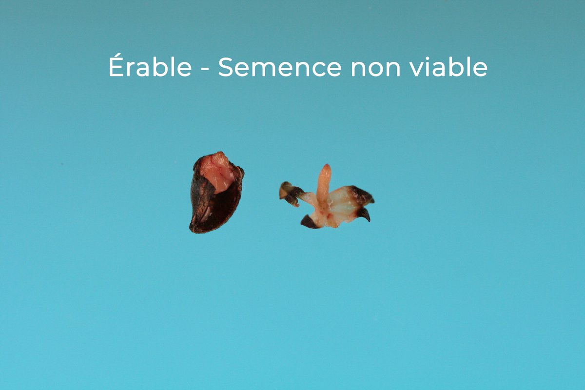 GEVESGip's tweet photo. mais également sur les #graines incapables ❌de #germer à la fin d’un #essai de #germination en conditions favorables et que l’on nomme #dormantes. https://t.co/zOQnNSStFN