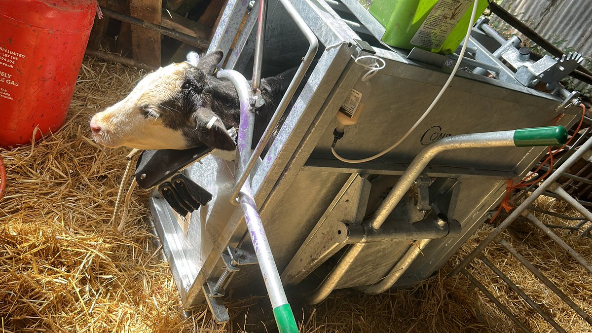 mooscowsmilk's tweet photo. A day of dehorning calves #condoncalfcrate #metacam #lidocaine #genusabs https://t.co/xOUfCeCvoB