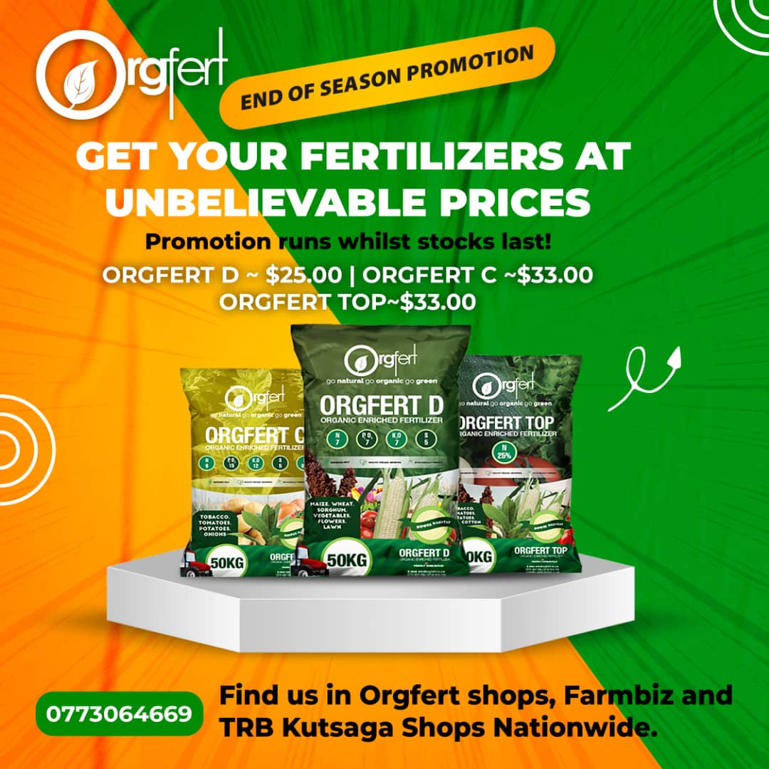 Orgfert1's tweet image. Exciting news to all our valued farmers as we are wrapping up the tobacco season with a promotion. Prices have been knocked down so hurry whilst stocks last!!!
#kohwazvinodadisa
#harvestwithpride
+263882121214
+236773064669