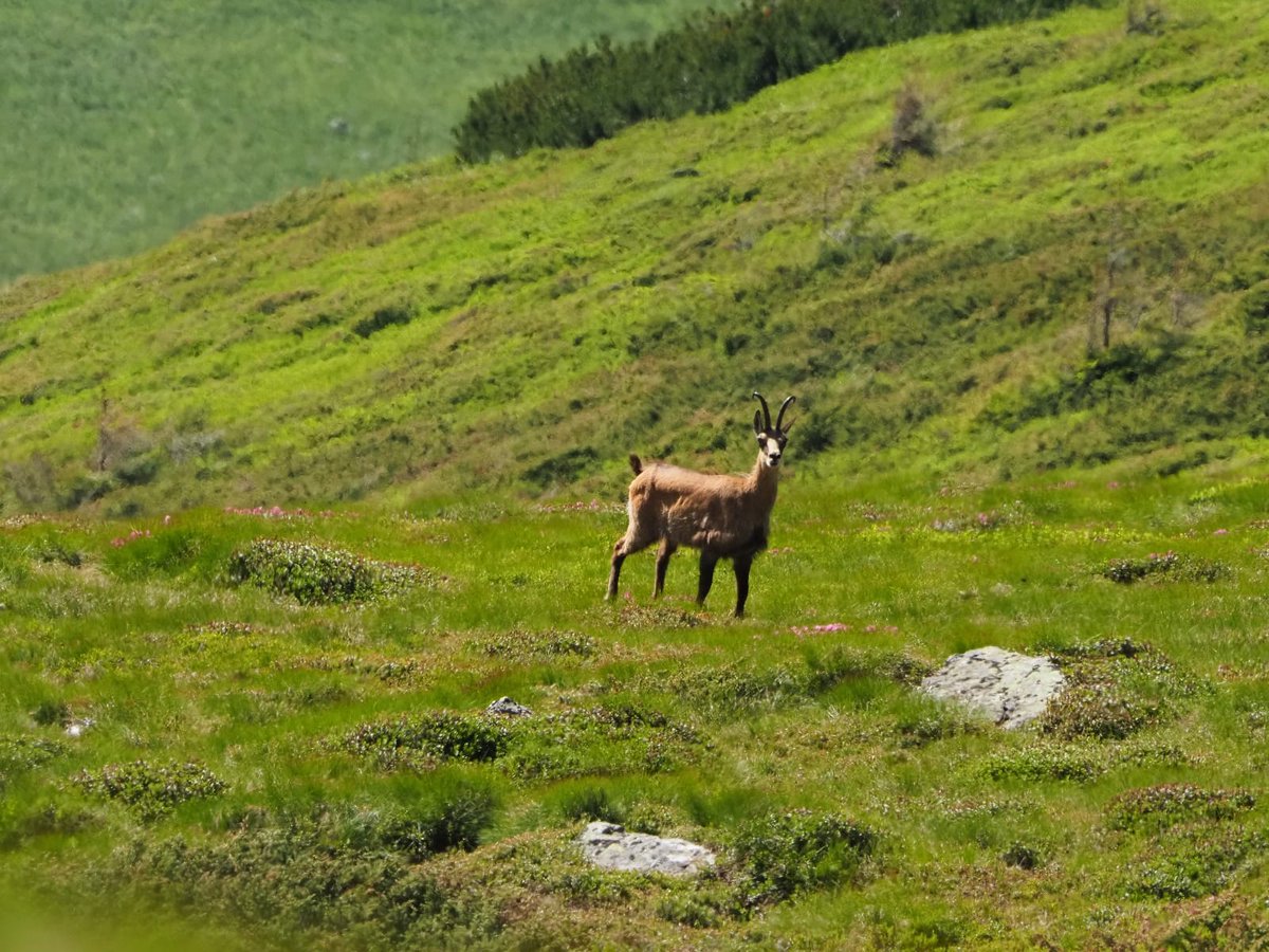RNP_Romsilva's tweet photo. 📷 Capre negre la sesiune foto în Munții Rodnei
*
📷 📷 Chamoix mothers and cubs during photo session in Rodna Mountains National Park.
#România #Rodna #MunțiiRodnei #Silvicultură #păduri #forests #parcnational #nationalpark #photo #perisaj #landscape #parkranger #protectedareas https://t.co/nmVx5c6ai6