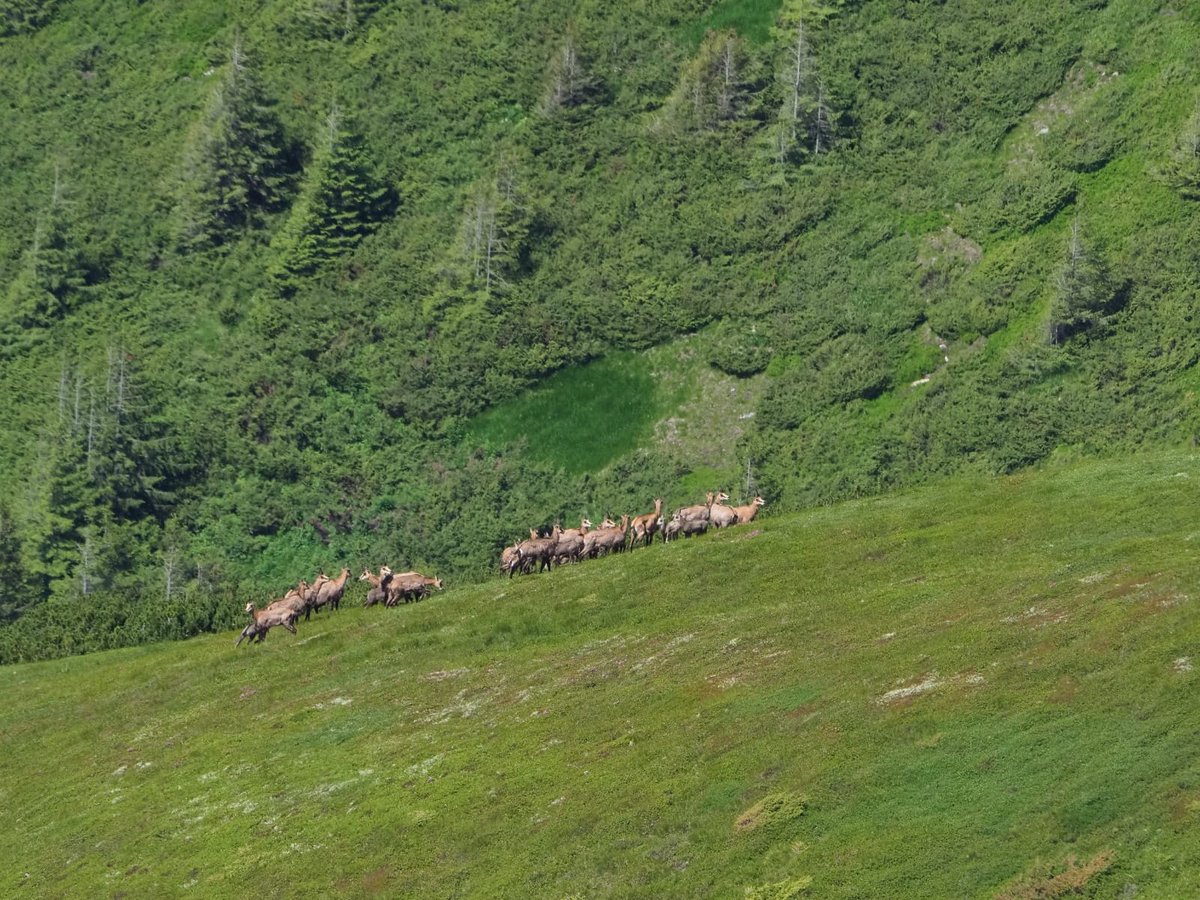 RNP_Romsilva's tweet photo. 📷 Capre negre la sesiune foto în Munții Rodnei
*
📷 📷 Chamoix mothers and cubs during photo session in Rodna Mountains National Park.
#România #Rodna #MunțiiRodnei #Silvicultură #păduri #forests #parcnational #nationalpark #photo #perisaj #landscape #parkranger #protectedareas https://t.co/nmVx5c6ai6
