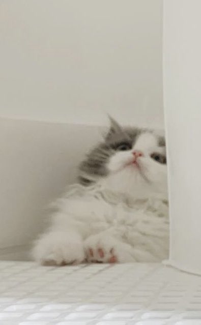 pomlor_'s tweet photo. จิ๋วเร้ก 🤏🏻 https://t.co/AKPalSM9sR