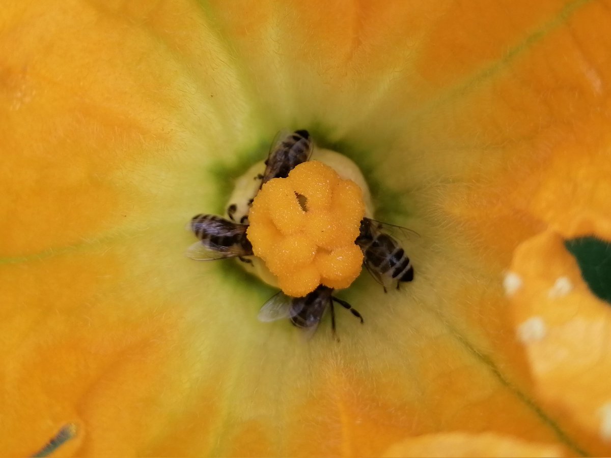 TomderZar's tweet photo. Aus der Zucchini könnt noch was werden 🤤
#garten #dailyfleets #garden #kleingarten #gartenlogbuch #wienliebe #wienmalanders #vienna #schrebergarten #bees #savethebees https://t.co/Lb4f6esfCi