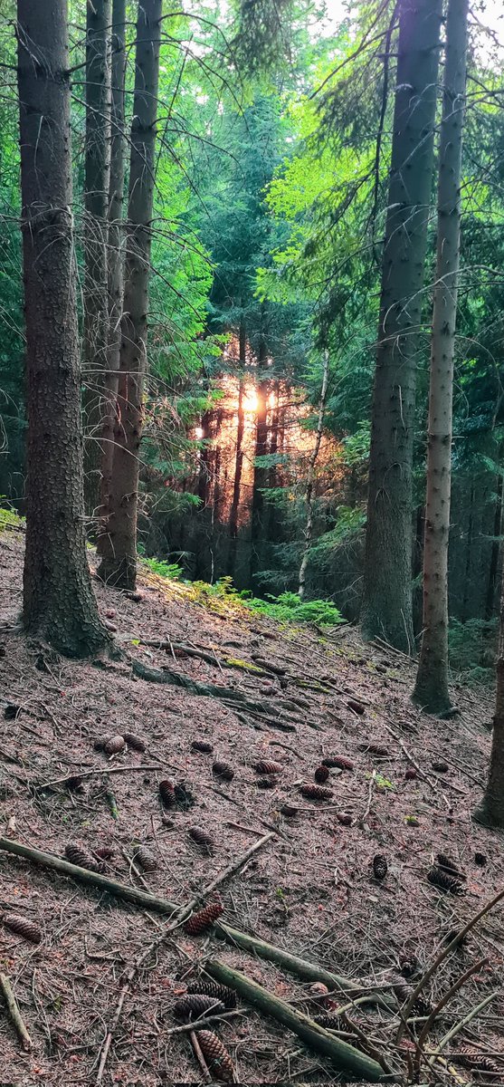 #Velikova #Zlín #Czechia #Zlínskýkraj #plantcommunity #plant #ecoregion #sun #sundown #naturallandscape #wood #branch #tree #trunk #sunlight