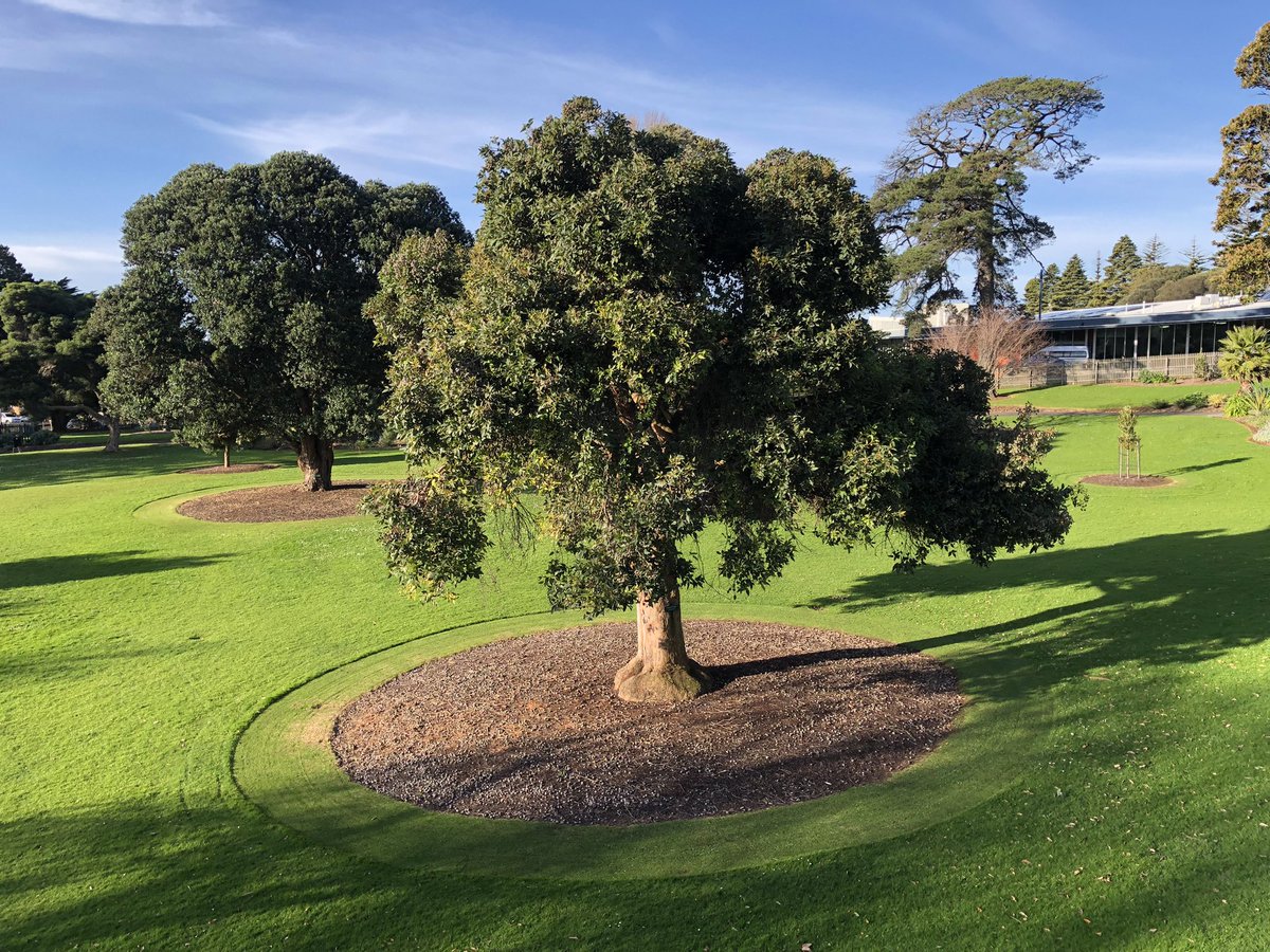 Bundogs's tweet photo. Second nice day in a row so out with the push mower to circle up around the main trees.
Love a point of difference 🤪 and I feel this gives our trees a bit of status especially when main lawn is longer 🤔 #warrnamboolbotanicgardens #rotundalawn #pointofdifference https://t.co/AaBV5FCSBn