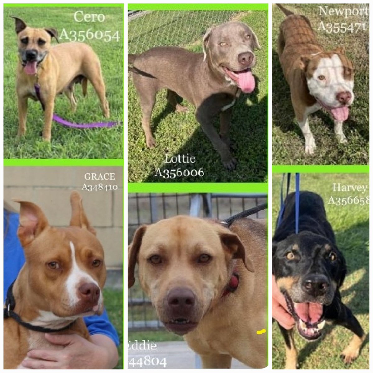 And now there are 6, Lucky Max is tagged
🚨6 #DeadDogsWalking ☠️💉🐕🐕🐕🐕🐕🐕#EuthDay Friday 7/14 NOON #CorpusChristiACC 
🛟help by #adopt #Foster #Rescue 
CERO, GRACE, LOTTIE, EDDIE,  NEWPORT, HARVEY #Texans step up for #CompanionAnimals