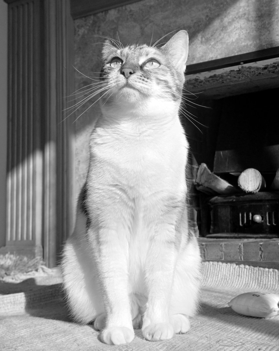 kitcatpuzzle's tweet photo. Cat tip: Always walk in the light๐ธ๐โจ๏ธ. Or at least take the time to sit in a beautiful sunny spot looking pleased with yourself, after you're destroyed one of the human's ornaments๐ผ
#whiskerswednesday #catsinblackandwhite #happycat #wickedcatwednesday
https://t.co/GWnmWHm5ix https://t.co/CvbFWwIBu2