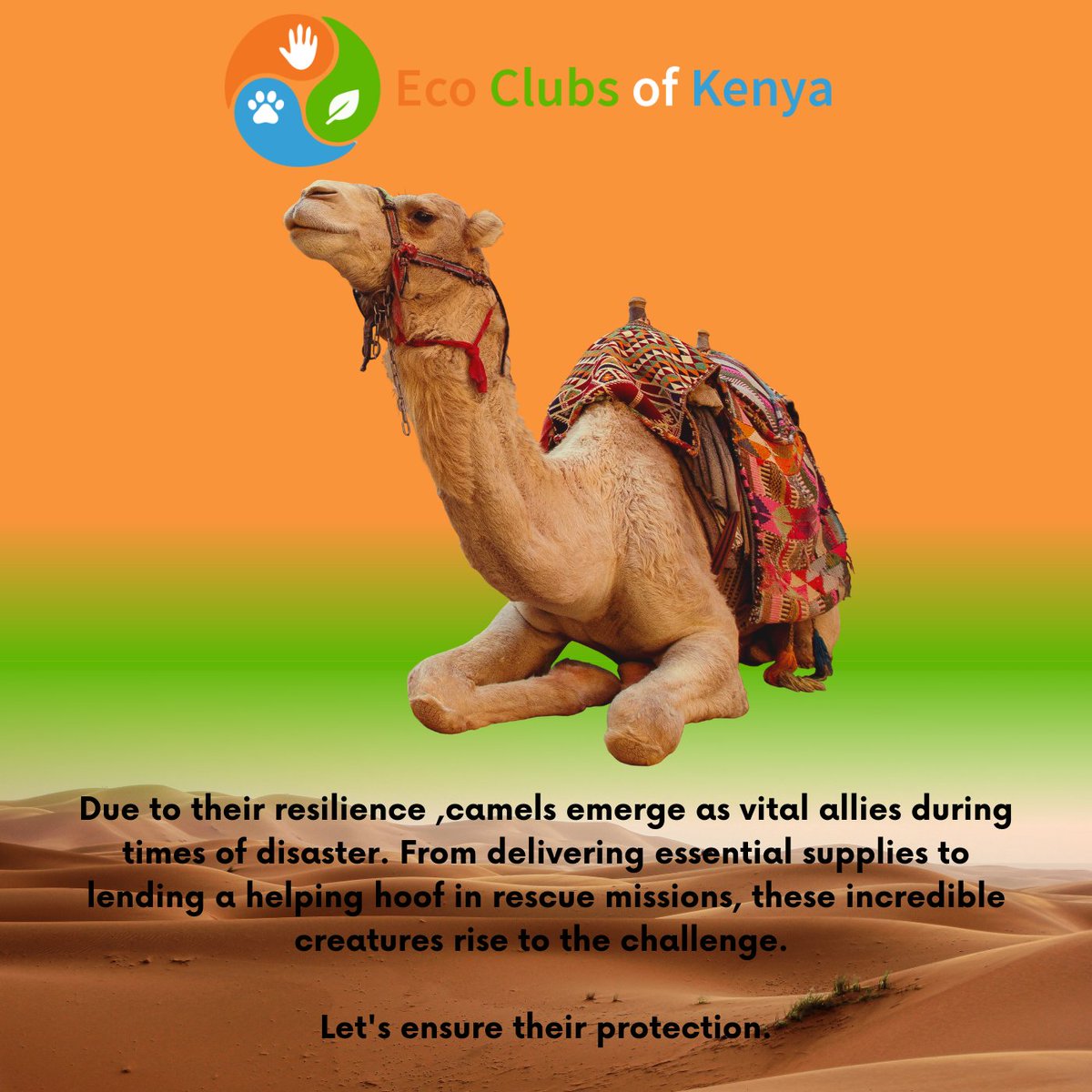clubs_eco's tweet photo. The Desert Heroes!
Camels can be incredibly valuable during disaster situations.
Their ability to withstand harsh conditions makes them perfect for transporting supplies and aiding in rescue efforts.
These gentle creatures need our protection too.
#AnimalsInDisasters https://t.co/zSQbmGOShH