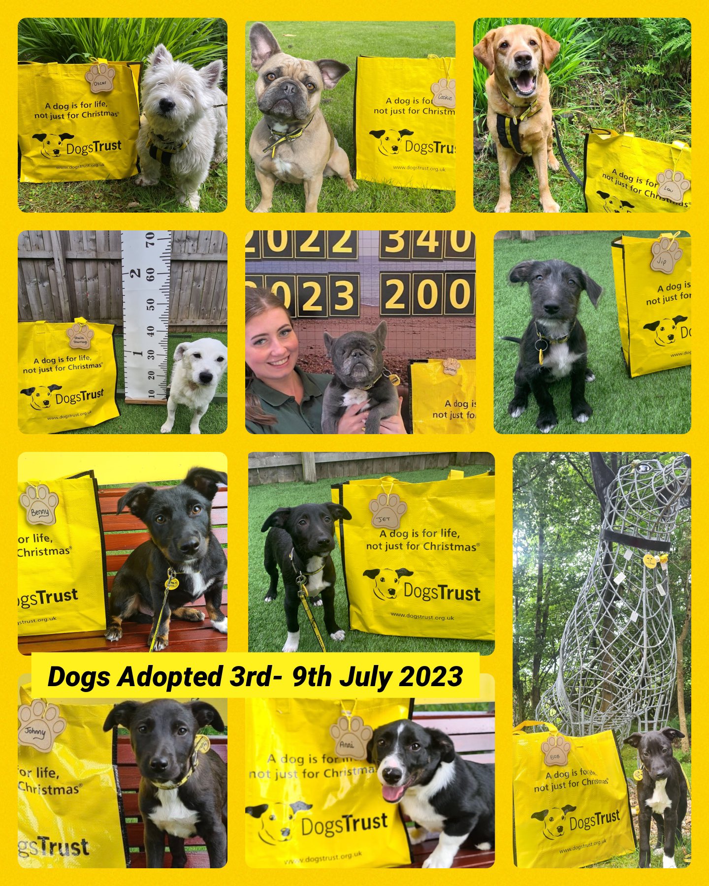 DogsTrust West Calder (Edinburgh) on Twitter "A busy week saying