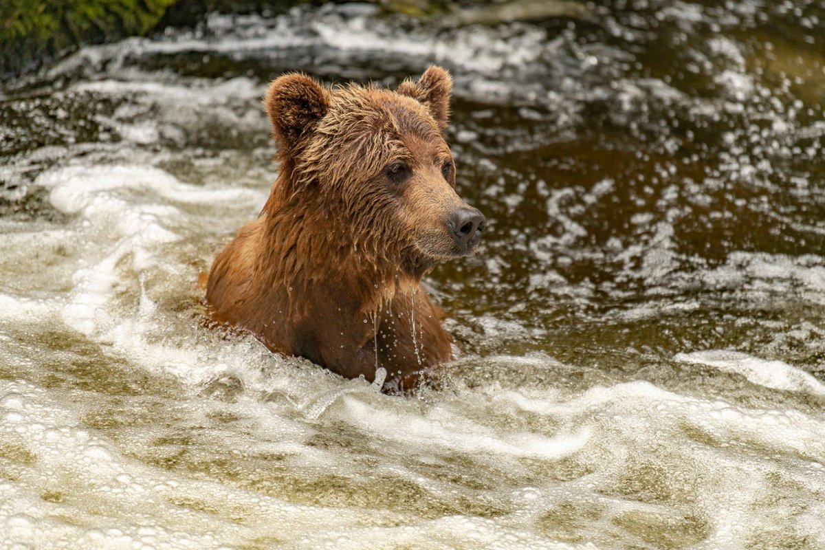 Magic of coastal bears in Misty Fjords National Monument #Alaska #Bears