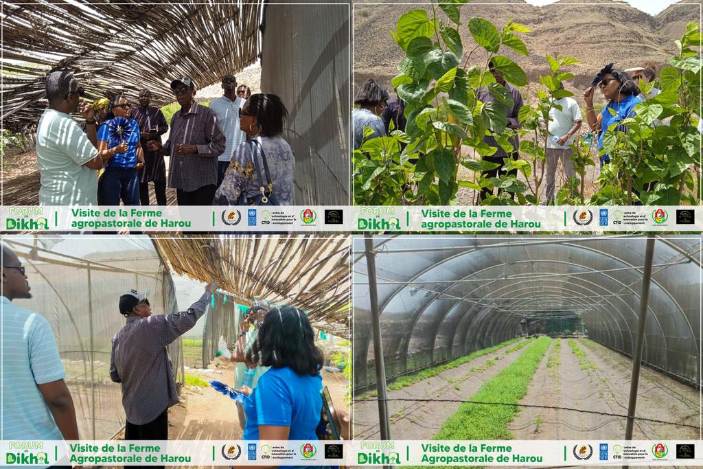 ForumDeDikhil's tweet photo. [#𝗙𝗼𝗿𝘂𝗺𝗗𝗲𝗗𝗶𝗸𝗵𝗶𝗹]

📸🏜🥦🥬 Visite de la Ferme de Harou par Mme Emma N'Gouan Anoh/@PNUDDjibouti et M. @samabdiosman/ @DjiboutiTechHub en marge de la clôture du Forum. 

Les visiteurs ont été accueilli par M.Djama Guedi, fondateur de la ferme

#Djibouti
#ForumDeDikhil https://t.co/k8I02Quhz1