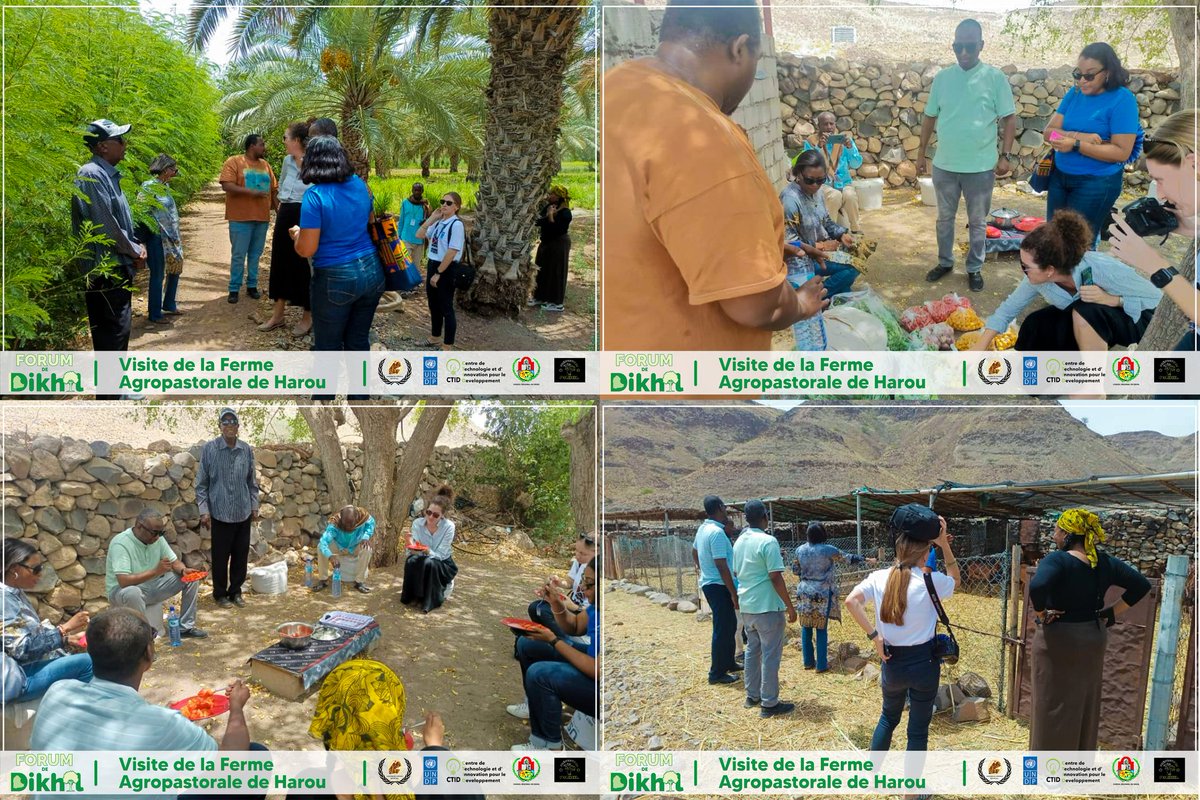 ForumDeDikhil's tweet photo. [#𝗙𝗼𝗿𝘂𝗺𝗗𝗲𝗗𝗶𝗸𝗵𝗶𝗹]

📸🏜🥦🥬 Visite de la Ferme de Harou par Mme Emma N'Gouan Anoh/@PNUDDjibouti et M. @samabdiosman/ @DjiboutiTechHub en marge de la clôture du Forum. 

Les visiteurs ont été accueilli par M.Djama Guedi, fondateur de la ferme

#Djibouti
#ForumDeDikhil https://t.co/k8I02Quhz1
