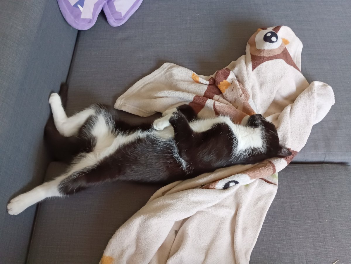 Frau Knopf (@FrauKnopf) / Posts / X, image size:1200x904