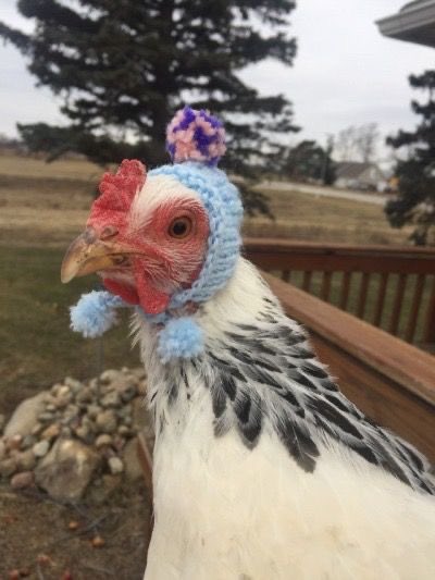 louistsunshines's tweet photo. this is how i imagine zayn treats his pet chickens https://t.co/5Bo9GuVWoE