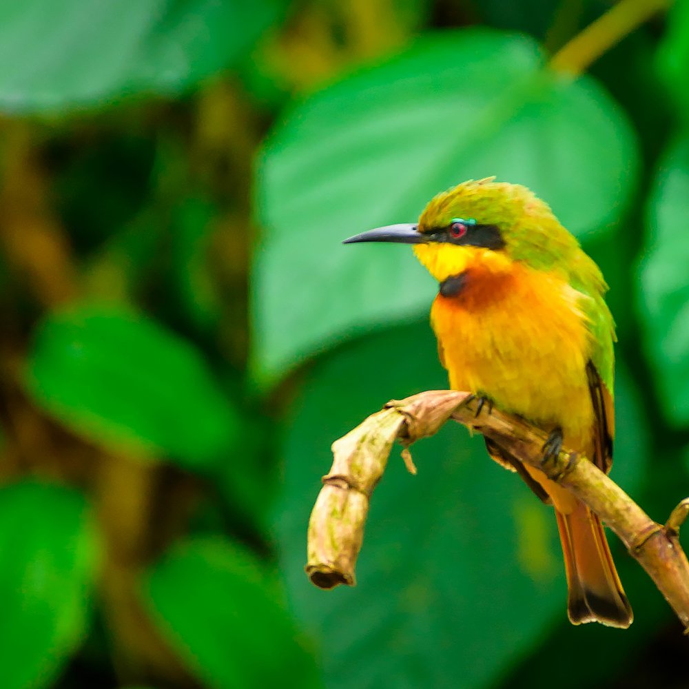 GBIF @biodiversity.social/@gbif tweet media