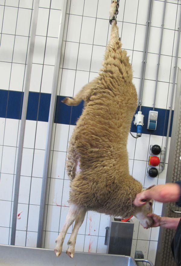 TheovanRossum4's tweet photo. Het beeld van dode schapen in een weiland door toedoen van een wolf vinden we verschrikkelijk maar diezelfde schapen laten afmaken in een slachthuis is de normaalste zaak van de wereld? Waarom dan? https://t.co/DtThRg1tca