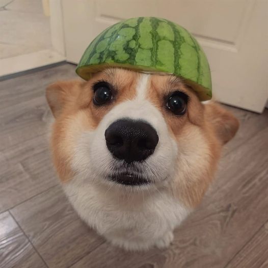 Corgi Lovers tweet media