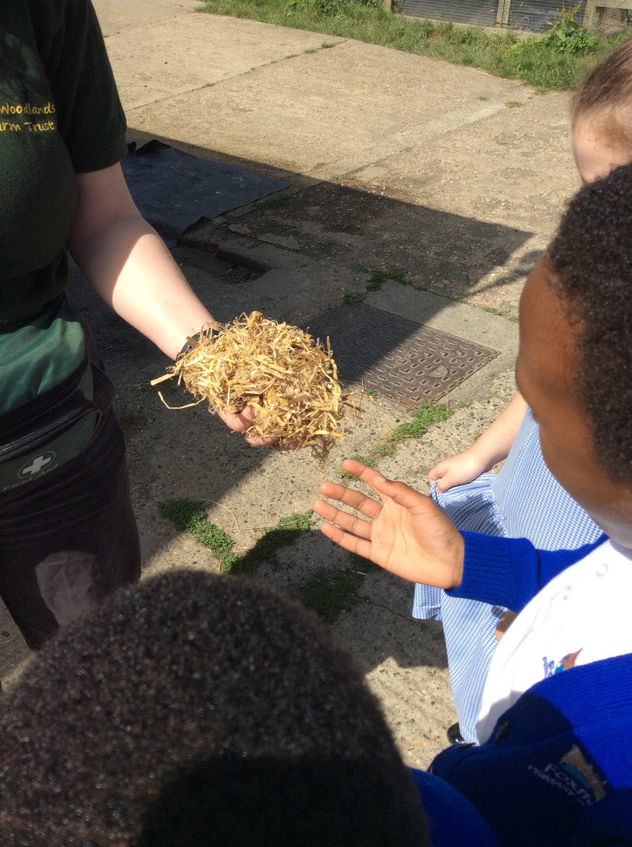 Sycamore Tree Class tweet media