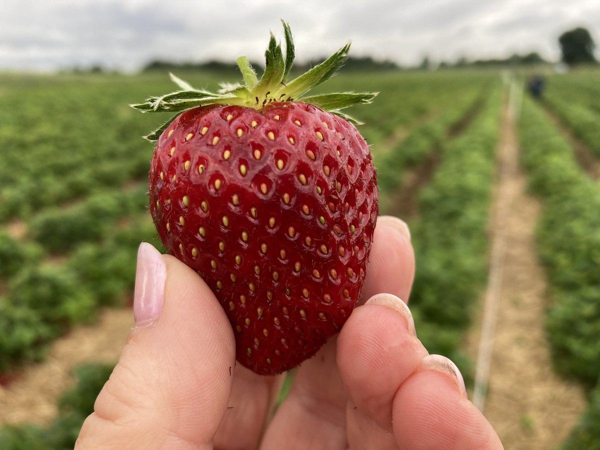 JuliaLewisNY's tweet photo. ❤️🍓🍓🍓❤️

I’m strawberry picking at Spilman’s in #Sessay for @spanswicktweets on @BBCYork 

🍓🍓🍓🍓🍓🍓🍓 https://t.co/v8HZJ1aJ95