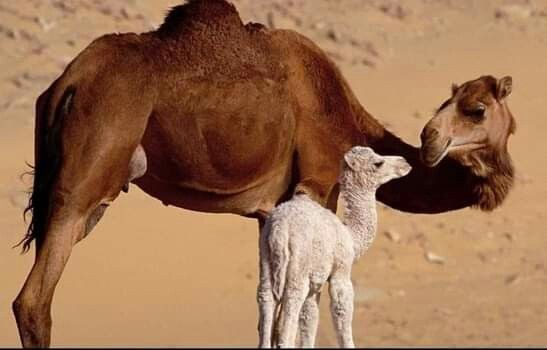 Boostanim's tweet photo. حکمت ۱ نهج‌البلاغه 

امیرالمؤمنین علی (ع) :

" كُنْ فِي الْفِتْنَةِ كَابْنِ اللَّبُونِ، 
لَا ظَهْرٌ فَيُرْكَبَ وَ لَا ضَرْعٌ فَيُحْلَبَ "

🌿 در فتنه ها، چونان شتر دو ساله باش 
نه پشتى دارد كه سواری دهد و نه پستانى تا او را بدوشند. https://t.co/GHnji4SuL4