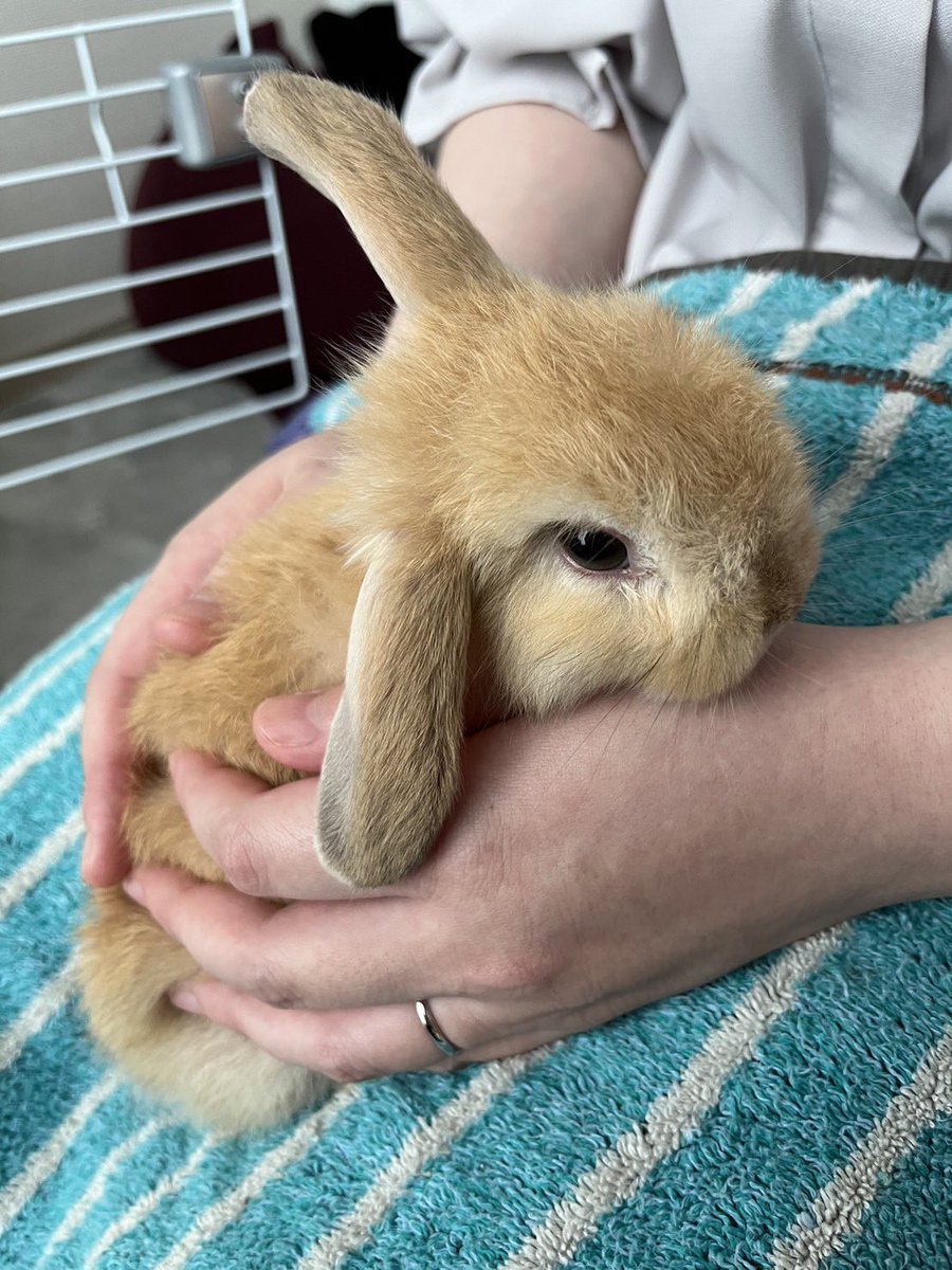 実は6月から転職活動をしており、メープルと暮らすまでは書類すら通らない状況でしたが、お迎えしてから急に複数社から内定をいただき、本日無事に第一志望の会社に内定をいただくことができました…！！キャリアも給与も大幅UPが実現し、メープルは幸運の女神様だったみたいです👼✨