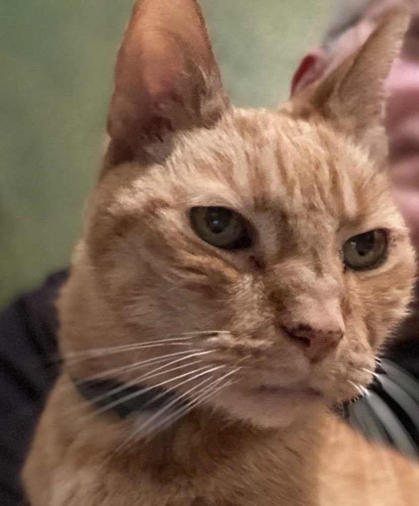 sfc750's tweet photo. @MotoNutJob my 26 yr old let be known he wanted fresh turkey b4 he passed and he got it… RIP Mr. Mustard ❤️ https://t.co/3b36T6iOfE