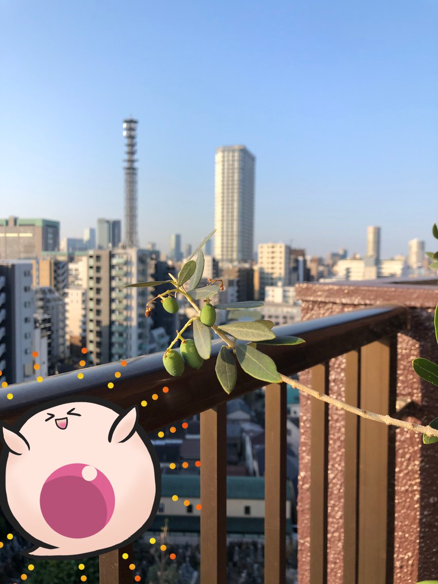 Saibochan's tweet photo. 本日はとあるセルシード仲間のお宅へ・・・！
しどまる「これ何だろう？」
せるるん「育てているオリーブに実が生ったんだって」
しどまる「すごいすごい！」
せるるん「取っちゃダメだよ！」#さいぼうちゃん https://t.co/gluov92dXS